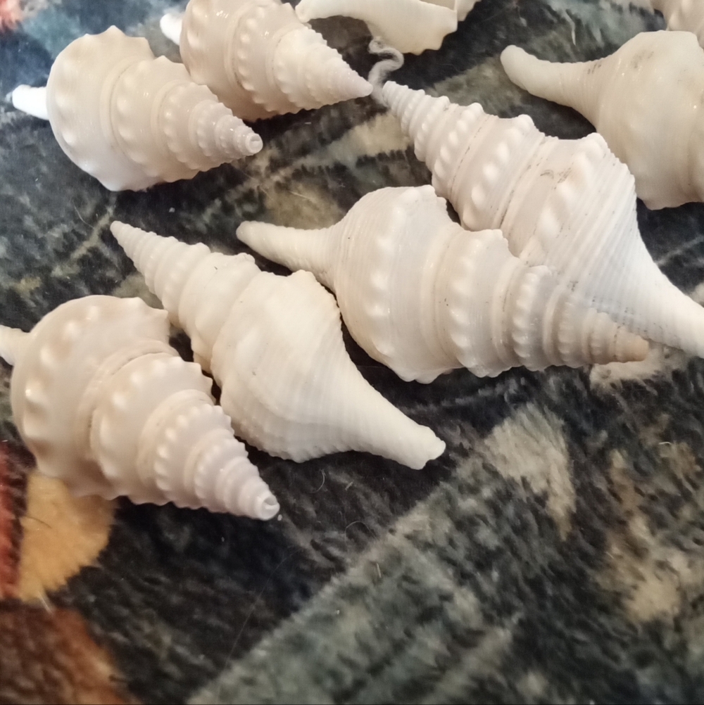 Spindle Shells - Picture 2 of 2